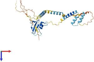AlphaFold protein structure predicition of Human Recombinant CD74 Protein, UniprotID P04233
