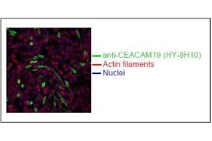 Spectral Confocal Microscopy of CHO cells usingHY-8H10. (CEACAM19 anticorps)