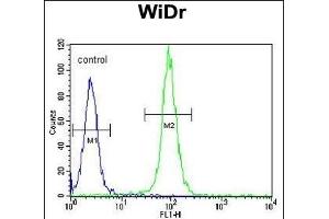 DM1- Antibody (N-term) (ABIN651631 and ABIN2840337) flow cytometric analysis of WiDr cells (right histogram) compared to a negative control cell (left histogram).