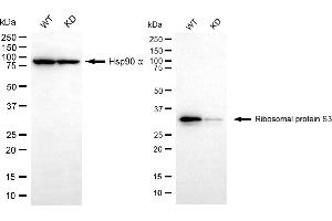 Western blotting analysis using ribosomal protein S3 antibody (ABIN7800223). (Recombinant RPS3 anticorps)