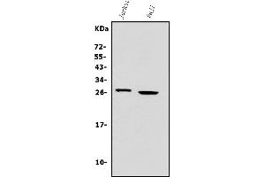 Western blot analysis of Granzyme A/GZMA using anti-Granzyme A/GZMA antibody (ABIN7602382).