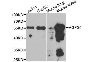 Western blot analysis of extracts of various cell lines, using AGFG1 antibody. (AGFG1 anticorps  (AA 1-280))