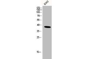 Western Blot analysis of K562 cells using DNA pol β Polyclonal Antibody