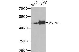 Western blot analysis of extracts of various cell lines, using AVPR2 Antibody (ABIN5975214) at 1/1000 dilution. (AVPR2 anticorps)