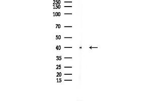 Western blot analysis of lysates from COLO205 cells, using Galectin-9 Antibody at 1/1000 dilution.