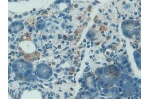 Detection of NES1 in Rat Pancreas Tissue using Polyclonal Antibody to Nesfatin 1 (NES1) (NUCB2 anticorps  (AA 26-106))