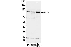 Western Blotting (WB) image for anti-CCCTC-Binding Factor (Zinc Finger Protein) (CTCF) (AA 650-700) antibody (ABIN7454643)