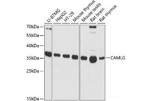 Western blot analysis of extracts of various cell lines using CAMLG Polyclonal Antibody at dilution of 1:3000. (CAMLG anticorps)