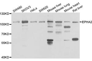 Western blot analysis of extracts of various cell lines, using EPHA2 antibody. (EPH Receptor A2 anticorps)