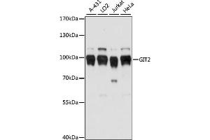Western blot analysis of extracts of various cell lines, using GIT2 antibody (ABIN7267315) at 1:1000 dilution. (GIT2 anticorps  (AA 450-510))