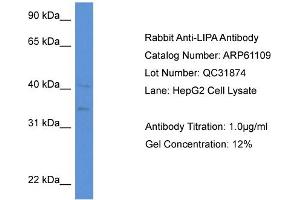 Western Blotting (WB) image for anti-Lipase A, Lysosomal Acid, Cholesterol Esterase (LIPA) (N-Term) antibody (ABIN2788678)