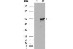 Western blot analysis using CHK1 mouse mAb against HEK293T cells transfected with the pCMV6-ENTRY control (1) and pCMV6-ENTRY CHK1 cDNA (2).