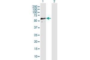 Western Blot analysis of DNAJA3 expression in transfected 293T cell line by DNAJA3 MaxPab polyclonal antibody.