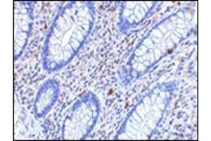 Immunohistochemistry of KAI1 in human colon tissue with this product at 2. (CD82 anticorps  (C-Term))