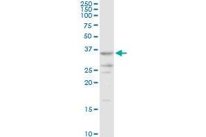 AKR7A2 MaxPab rabbit polyclonal antibody. (AKR7A2 anticorps  (AA 1-330))