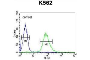 ARHGAP17 Antibody (N-term) flow cytometric analysis of K562 cells (right histogram) compared to a negative control cell (left histogram). (ARHGAP17 anticorps  (N-Term))