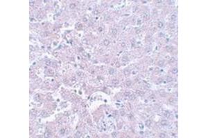 Immunohistochemical staining of rat liver tissue with CALHM1 polyclonal antibody  at 5 ug/mL dilution. (CALHM1 anticorps  (N-Term))