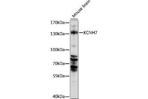 Western blot analysis of extracts of mouse brain, using KCNH7 antibody (ABIN7269491) at 1000 dilution. (KCNH7 anticorps  (AA 100-350))
