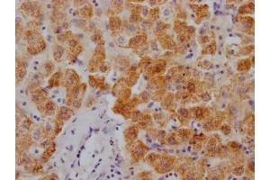 IHC image of ABIN7127871 diluted at 1:100 and staining in paraffin-embedded human liver tissue performed on a Leica BondTM system. (Recombinant XDH anticorps)