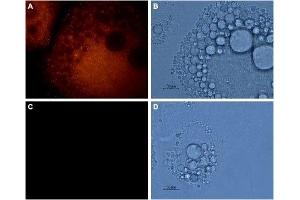 Expression of AQP7 in rat adipocytes - Immunocytochemical staining of 3T3-L1 adipocytes using Anti-Aquaporin 7 Antibody (ABIN7042943, ABIN7045203 and ABIN7045204), (1:800), followed by goat anti-rabbit-AlexaFluor-555 secondary antibody (red) A, C.