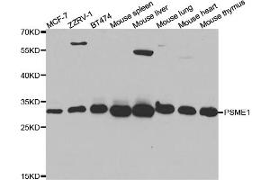 Western blot analysis of extracts of various cell lines, using PSME1 antibody (ABIN5973094) at 1/1000 dilution. (PSME1 anticorps)