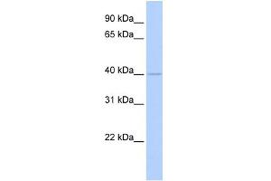 WB Suggested Anti-WDR45L Antibody Titration:  0. (WD Repeat Domain 45B (WDR45B) (Middle Region) anticorps)
