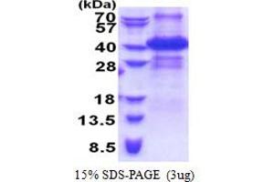 SDS-PAGE (SDS) image for Inhibitor of Growth Family, Member 2 (ING2) (AA 1-280) protein (His tag) (ABIN5853324)