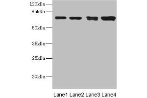 LINGO1 anticorps  (AA 42-240)
