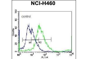 anti-YI016 (AA 253-280), (C-Term) antibody