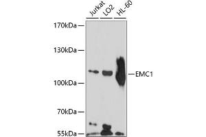 Western blot analysis of extracts of various cell lines, using EMC1 antibody (ABIN6132155, ABIN6140146, ABIN6140147 and ABIN6214486) at 1:1000 dilution.