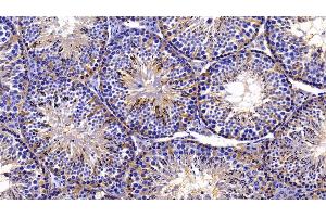Detection of MIF in Mouse Testis Tissue using Polyclonal Antibody to Macrophage Migration Inhibitory Factor (MIF)
