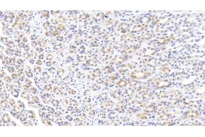 Detection of EGF in Rat Stomach Tissue using Monoclonal Antibody to Epidermal Growth Factor (EGF) (EGF anticorps  (AA 974-1026))