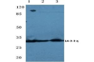 Western blot analysis of 14-3-3 eta antibody at 1/500 dilution: Lane 1: MCF-7 cell lysate. (14-3-3 eta anticorps)