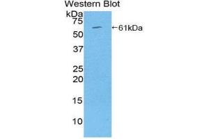 Western Blotting (WB) image for anti-Thrombospondin 4 (THBS4) (AA 708-963) antibody (ABIN1860748) (THBS4 anticorps  (AA 708-963))