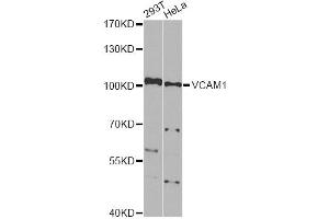Western blot analysis of extracts of various cell lines, using VCAM1 Antibody. (VCAM1 anticorps)