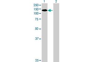 Western Blot analysis of NLRP2 expression in transfected 293T cell line by NLRP2 MaxPab polyclonal antibody. (NLRP2 anticorps  (AA 1-1062))