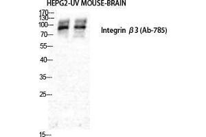 Western Blot (WB) analysis of HepG2 and Mouse Brain cells using Integrin beta3 Polyclonal Antibody.