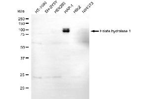 Western blotting analysis using folate hydrolase 1 antibody (ABIN7798638). (PSMA anticorps)