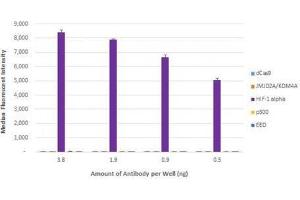 HIF-1 alpha antibody (rAb) tested by Luminex bead-based specificity analysis.