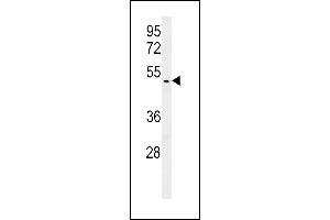 HSP Antibody (N-term) (ABIN652513 and ABIN2842343) western blot analysis in T47D cell line lysates (15 μg/lane). (BRISC and BRCA1 A Complex Member 1 (BABAM1) (AA 9-37), (N-Term) anticorps)