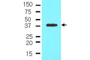 The cell lysate of NIH/3T3 (35 ug) was resolved by SDS-PAGE and probed with NANOG monoclonal antibody, clone 5A10  (1:500). (Nanog anticorps  (AA 1-154))