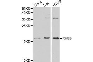 Western blot analysis of various cell lysate using RHEB antibody. (RHEB anticorps)