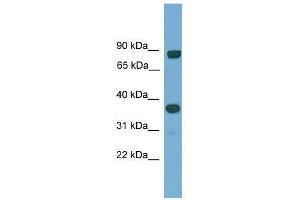 KHDRBS2 antibody used at 0. (KHDRBS2 anticorps  (N-Term))