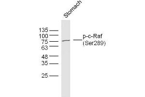 Mouse stomach lysates probed with c-Raf (Ser289) Polyclonal Antibody, unconjugated  at 1:300 overnight at 4°C followed by a conjugated secondary antibody at 1:10000 for 90 minutes at 37°C. (RAF1 anticorps  (pSer289))