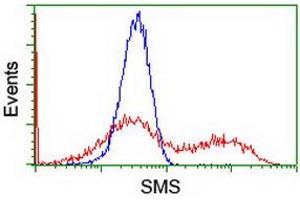 HEK293T cells transfected with either RC200619 overexpress plasmid (Red) or empty vector control plasmid (Blue) were immunostained by anti-SMS antibody (ABIN2454717), and then analyzed by flow cytometry. (SMS anticorps)
