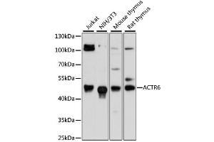Western blot analysis of extracts of various cell lines, using ACTR6 antibody (ABIN6294023) at 1:3000 dilution. (ACTR6 anticorps)