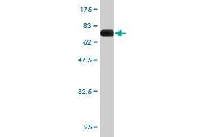 Western Blot detection against Immunogen (65.