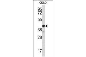 SP6 Antibody (Center) (ABIN656940 and ABIN2846130) western blot analysis in K562 cell line lysates (35 μg/lane). (SP6 anticorps  (AA 196-225))