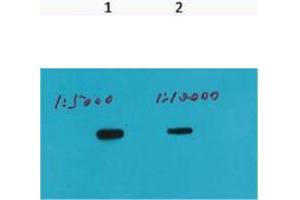 Western Blot (WB) analysis of Recombinant protein, (Q72) diluted at 1) 1:5000, 2) 1:10000. (HSV Tag anticorps)