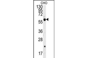 SLC16A9 Antibody (Center) (ABIN652115 and ABIN2840554) western blot analysis in CHO cell line lysates (35 μg/lane). (SLC16A9 anticorps  (AA 194-223))